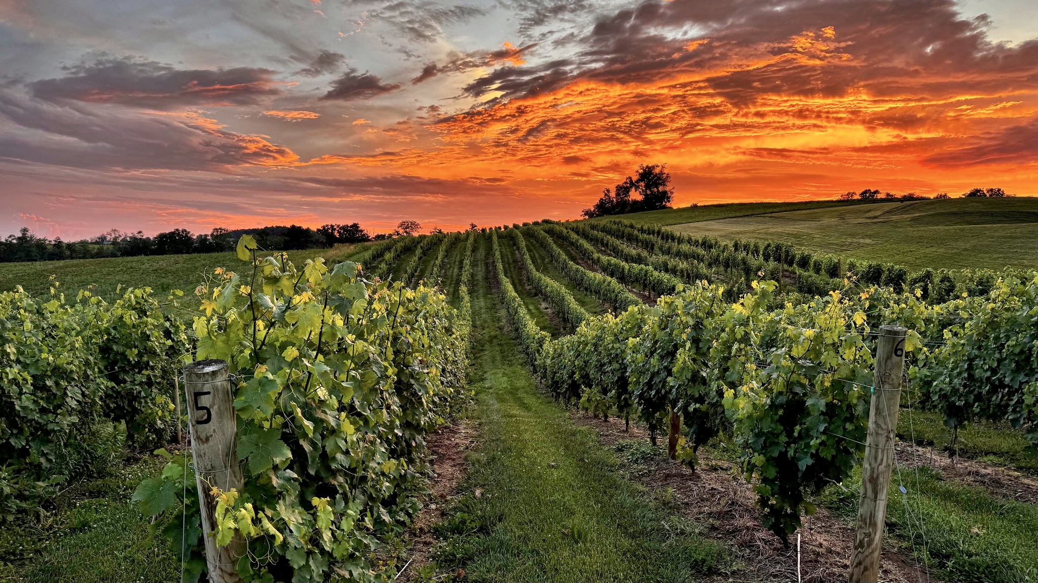 Shade Mountain Winery & Vineyard at sunset